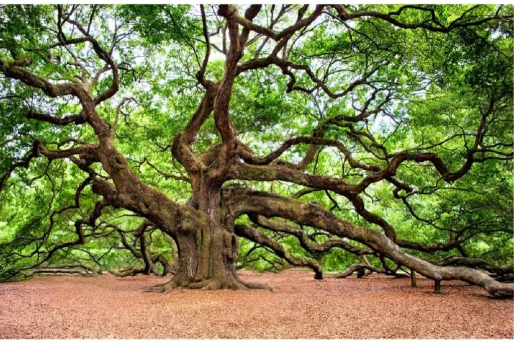 10 Awesome Trees That Start With O (Including Pictures)