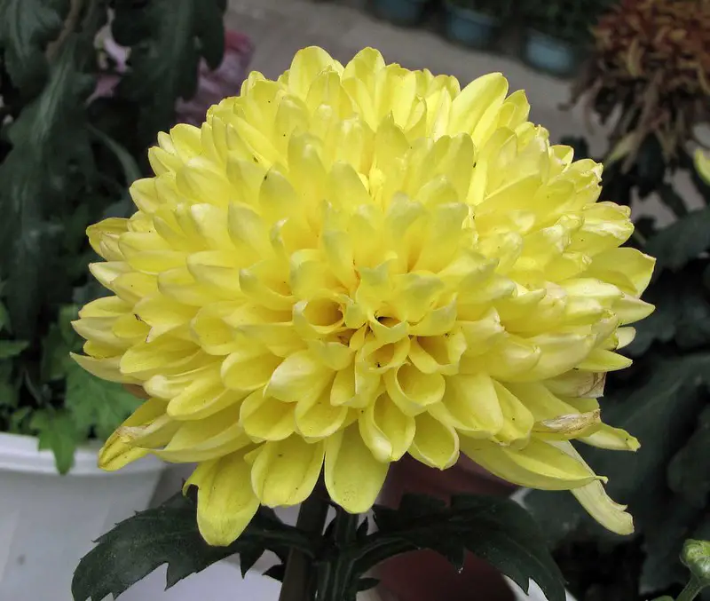 Creamist Golden Chrysanthemum