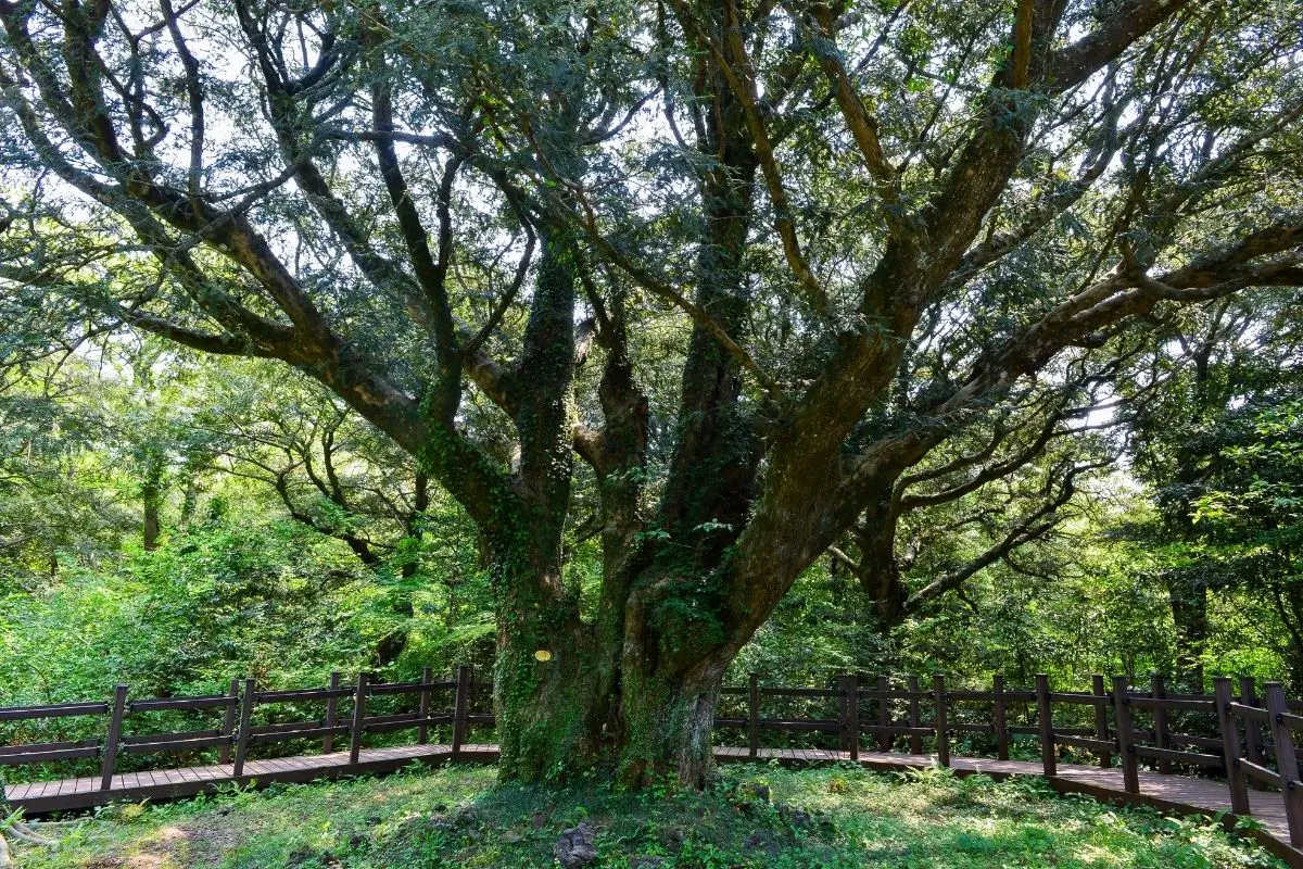 15 Unique Trees That Start With N 