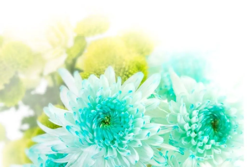 Beautiful Aqua Flowers