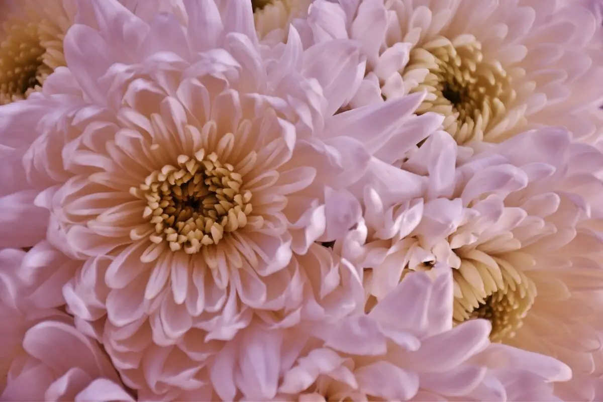 16 Beautiful Blush Flowers (Including Photos)