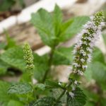16 Fantastic Mint Flowers (With Pictures)
