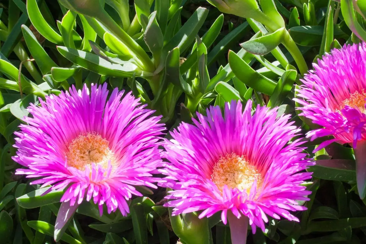 17 Stunning Spanish Flowers (With Pictures)