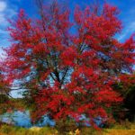 25 Interesting Red Trees (Including Pictures)