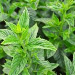 25 Tasty Mint Plants (Including Pictures)