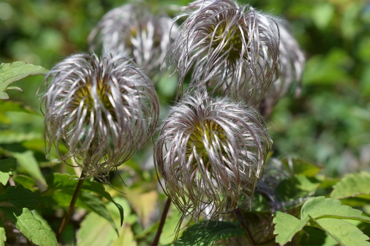 34 Amazing Silver Flowers (Including Pictures)
