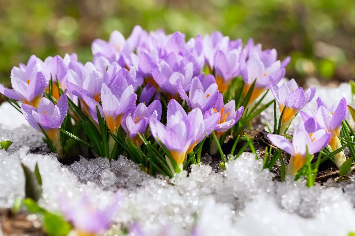 35 Stunning Snow Flowers (Including Photos)