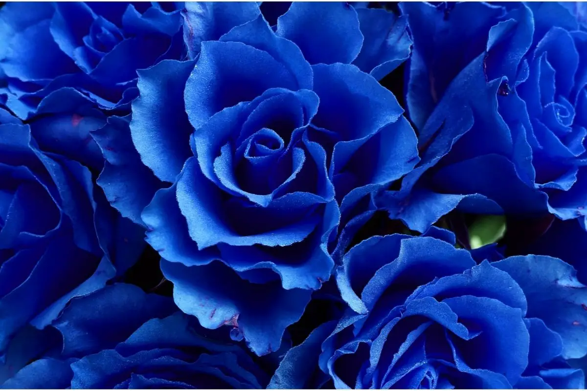 40 Awesome Navy Blue Flowers