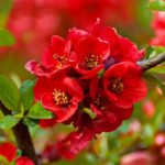 40+ List Of The Most Beautiful Red Flowers (With Pictures)