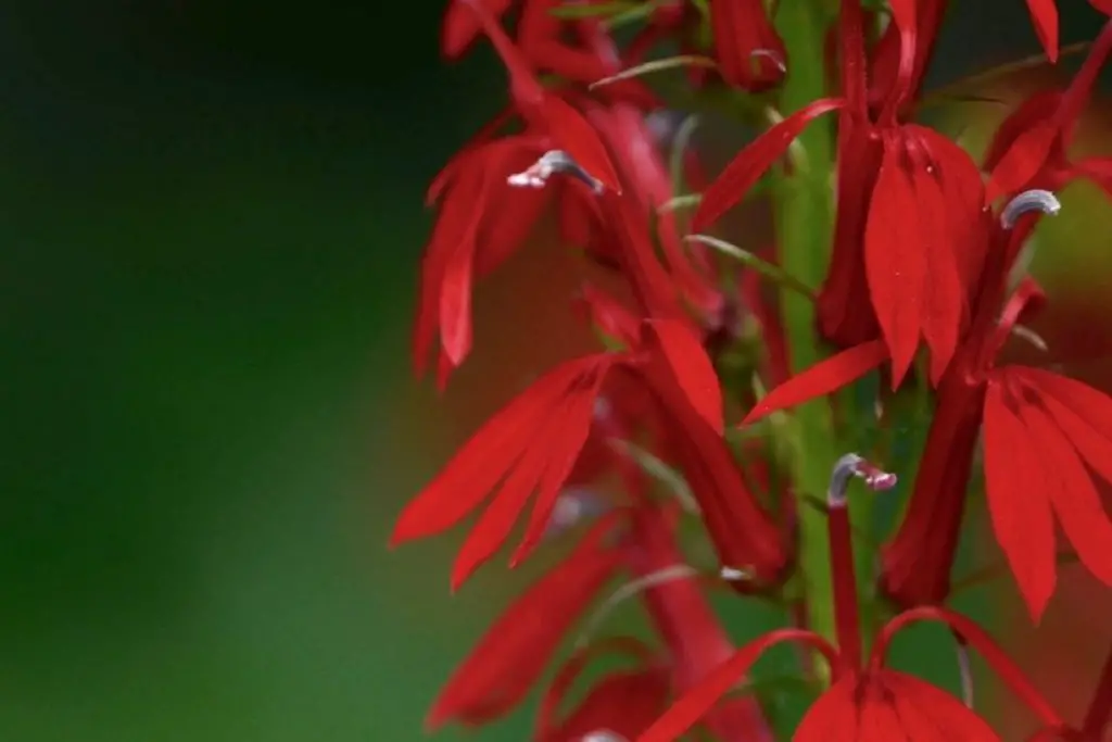Amazing Cardinal Flowers