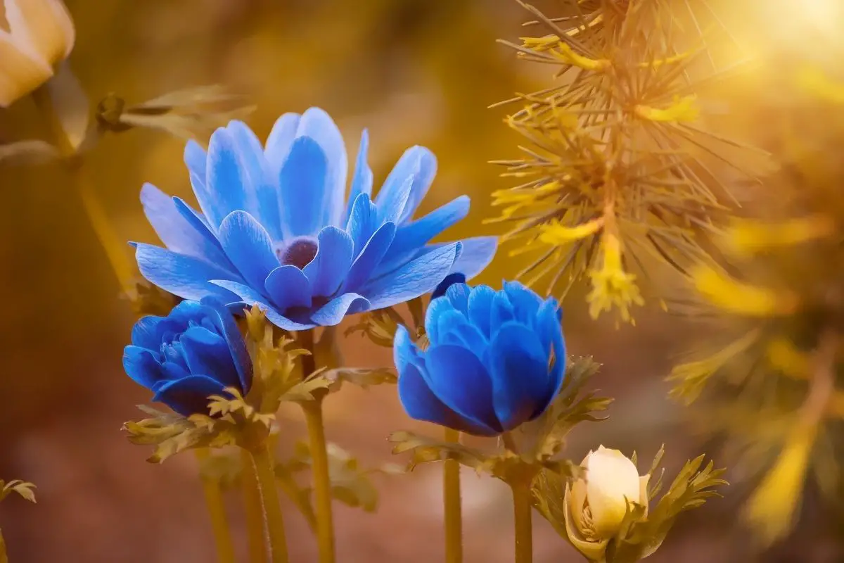 50 Different Types of Blue Flowers