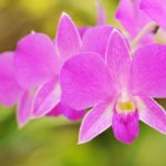 50 Types of Orchid Flowers You Need to See (Including Pictures)