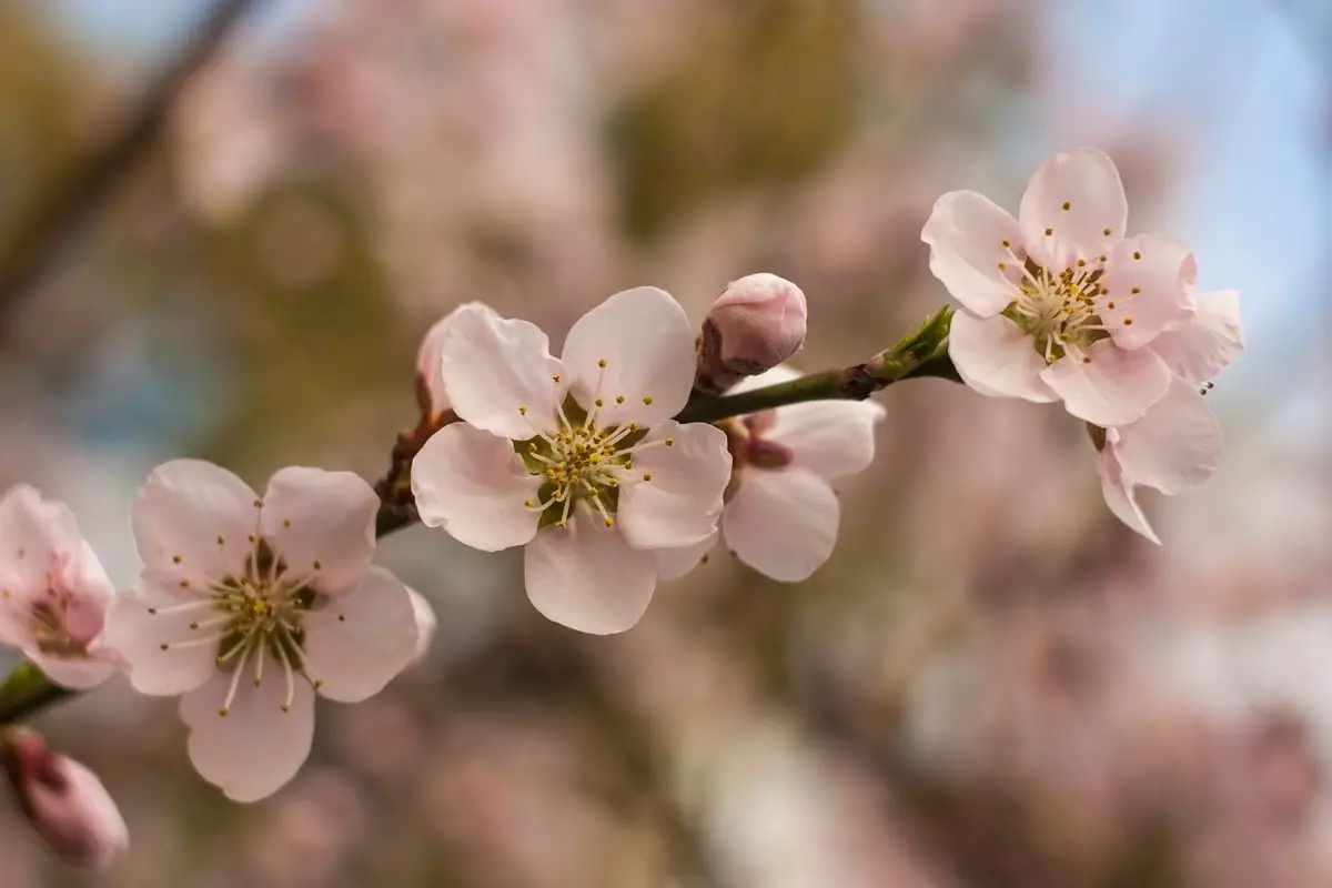 6 Magnificent Peach Flowers (Including Pictures)