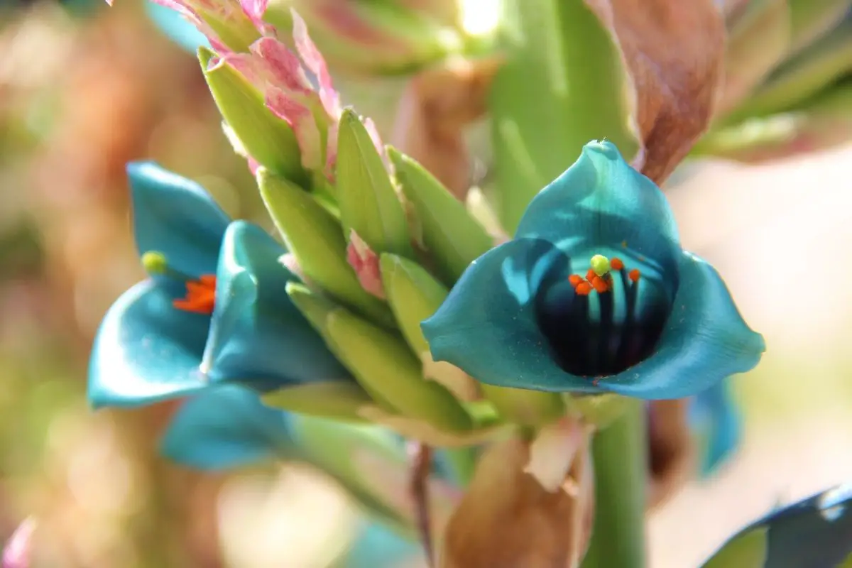 6 Stunning Teal Flowers (Including Pictures)