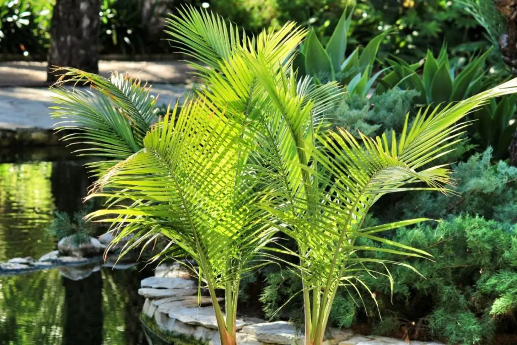 #6 Walking Palms (Ravenea rivularis) 
