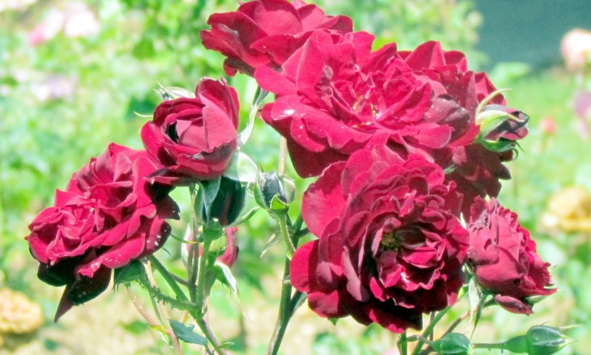 Dark Red Flowers-AC Navy Lady Rose