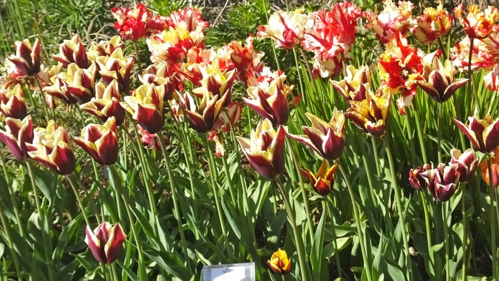 Gavota,Tulips,In,Walled,Gardens