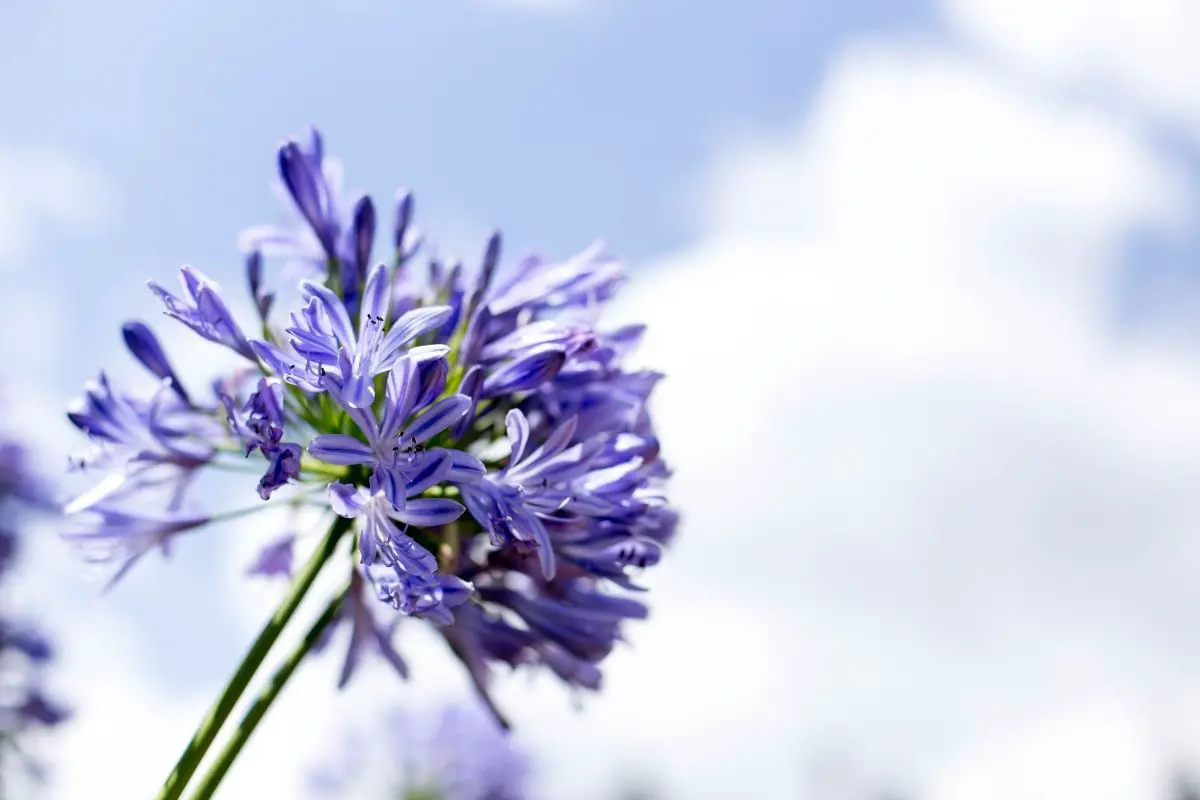 Agapanthus Flowers that start with A