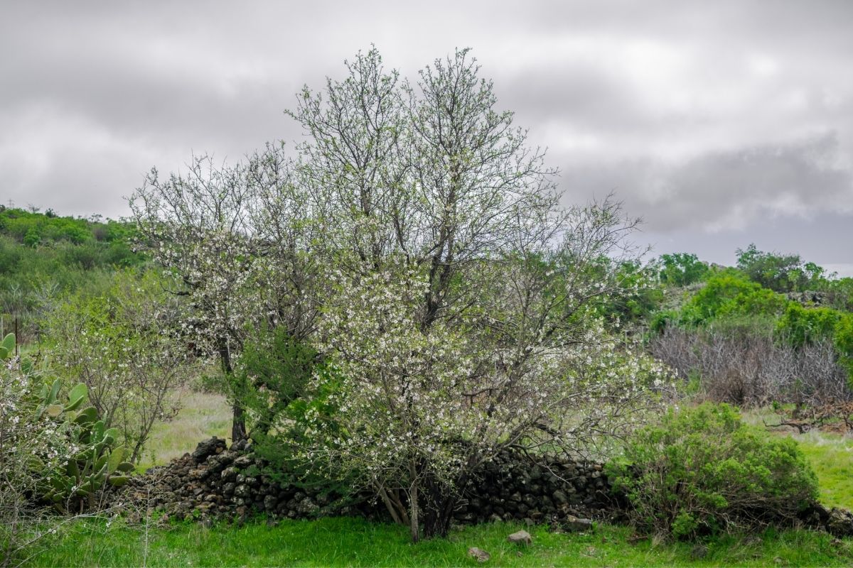 Almond (Prunus Dulcis)