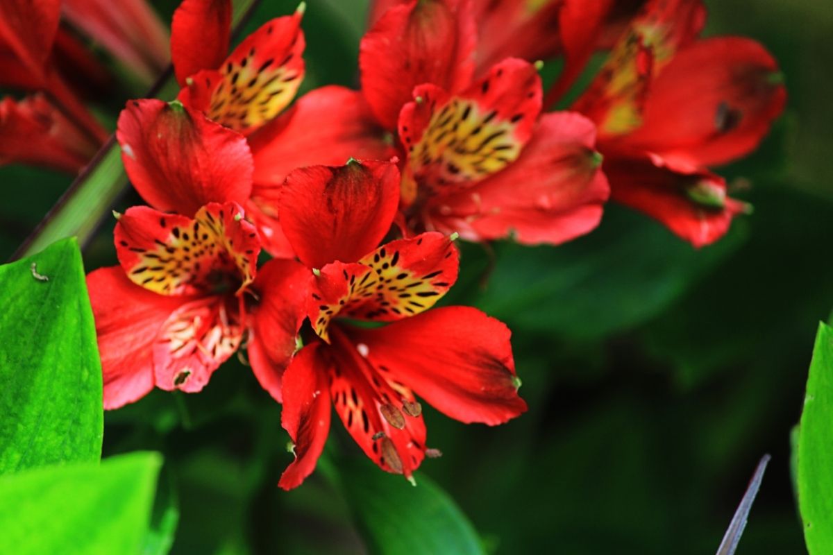 Dark Red Flowers-Alstroemeria