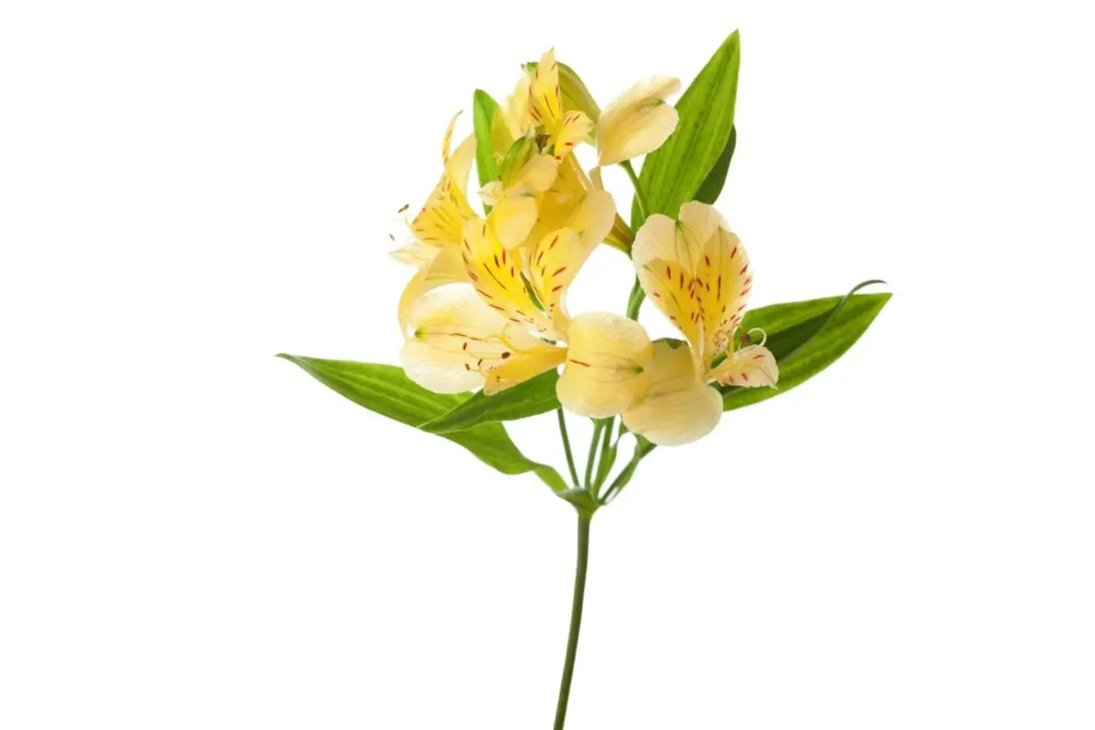 Alstroemerias cream flowers
