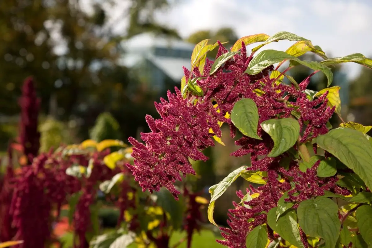 Amaranth (Amaranthus) Flowers that start with A