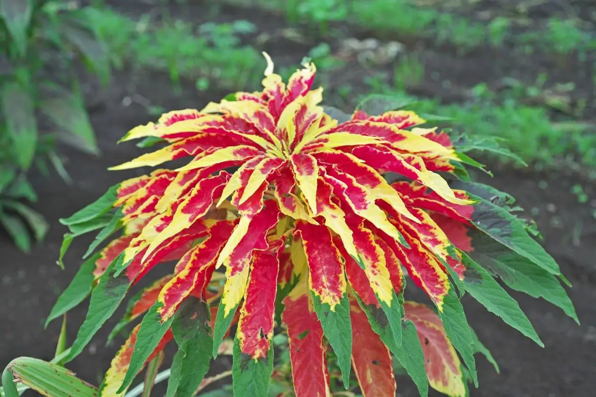 Amaranthus tricolor ‘Perfecta’