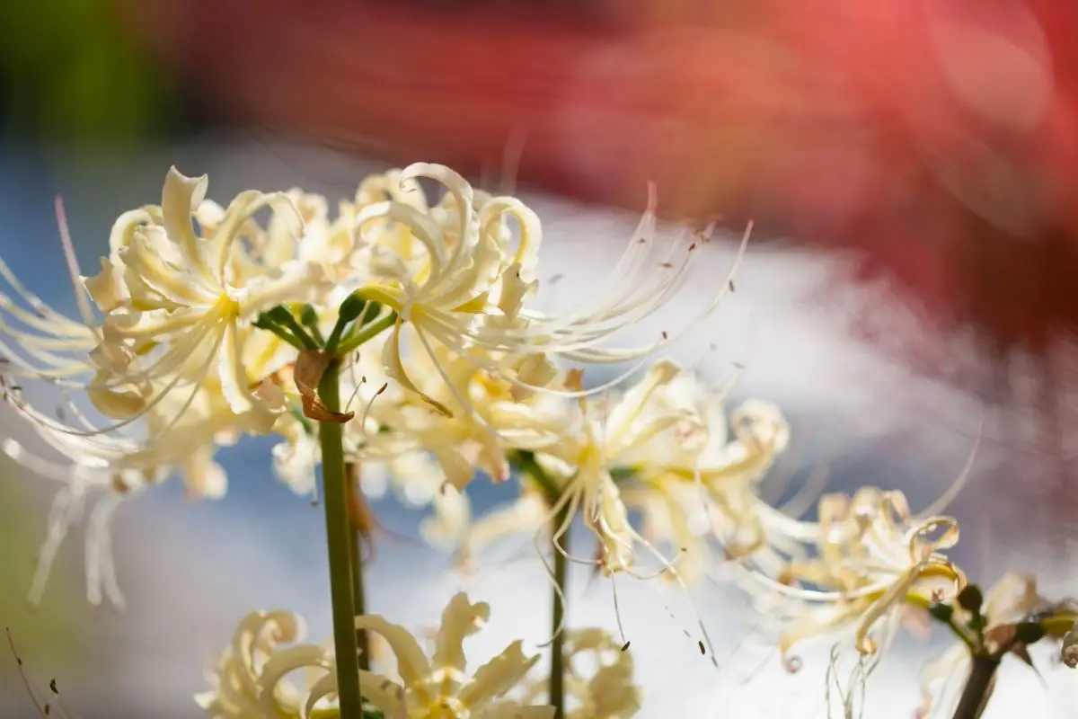 Beige Colored Flowers-Amaryllis