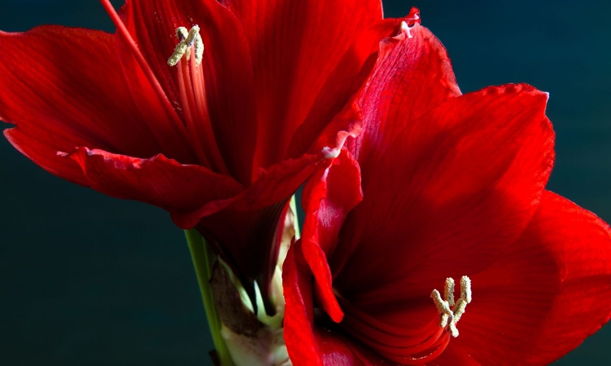 Dark Red Flowers-Amaryllis