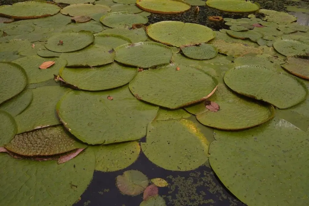 #7 Amazon water lily (Victoria amazonica) 