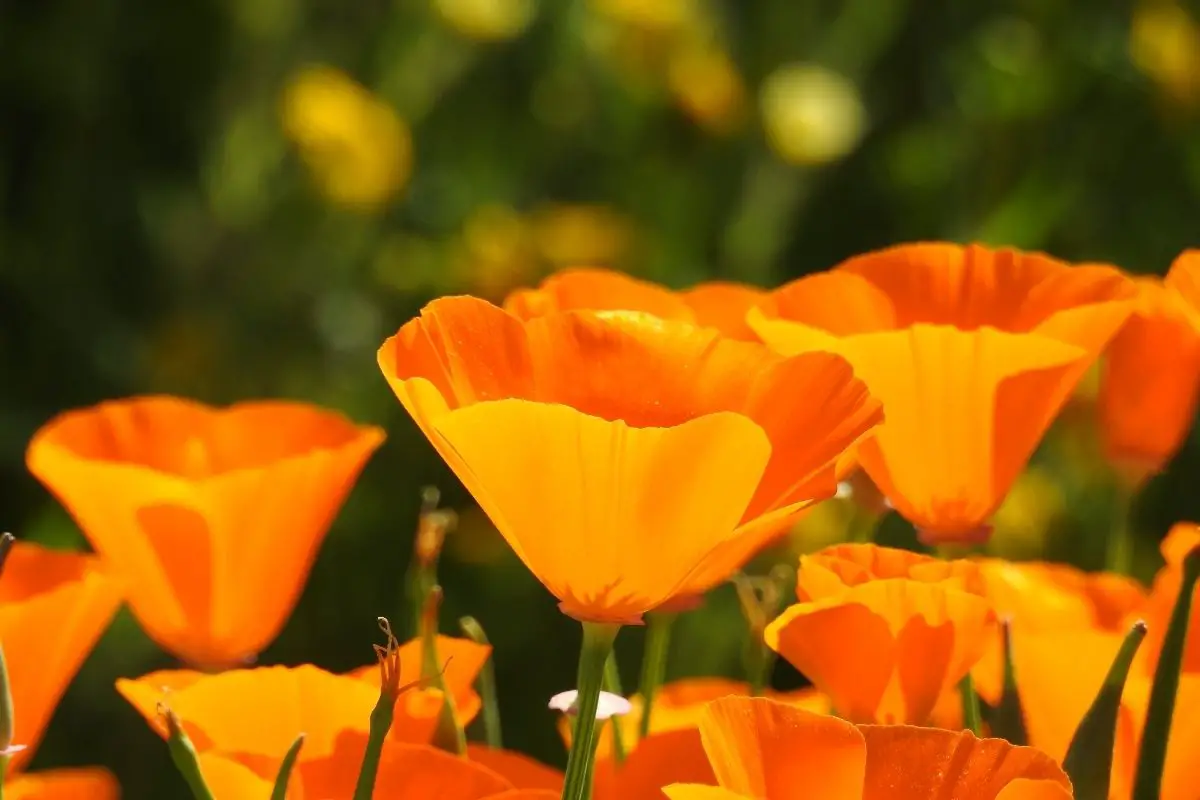 Amber - California Poppy (Eschscholzia Californica)