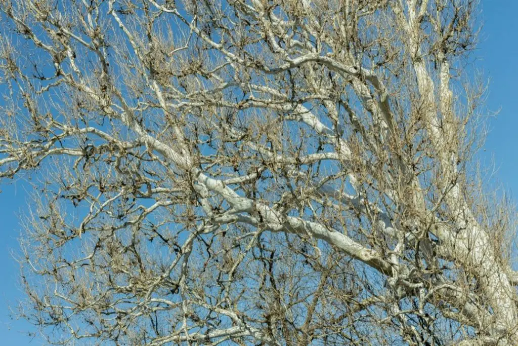 American Sycamore White Trees