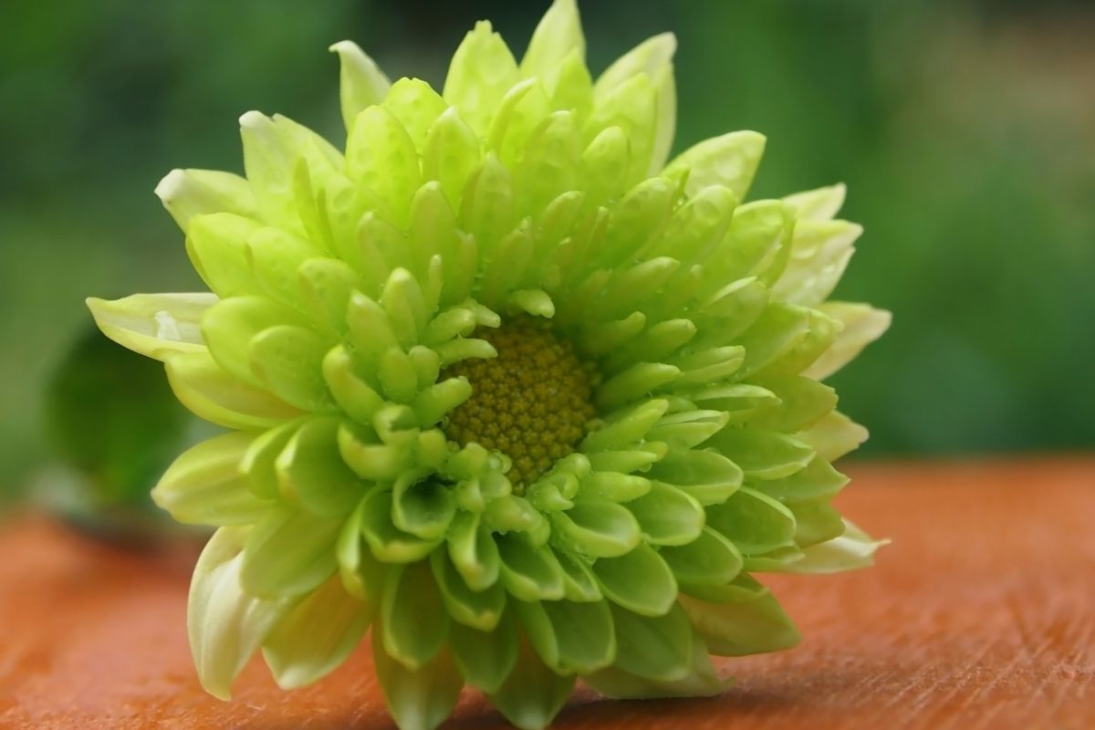 Anastasia Green Chrysanthemum