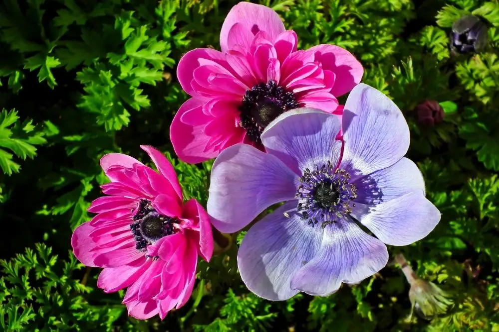 Anemone Cyan Flowers