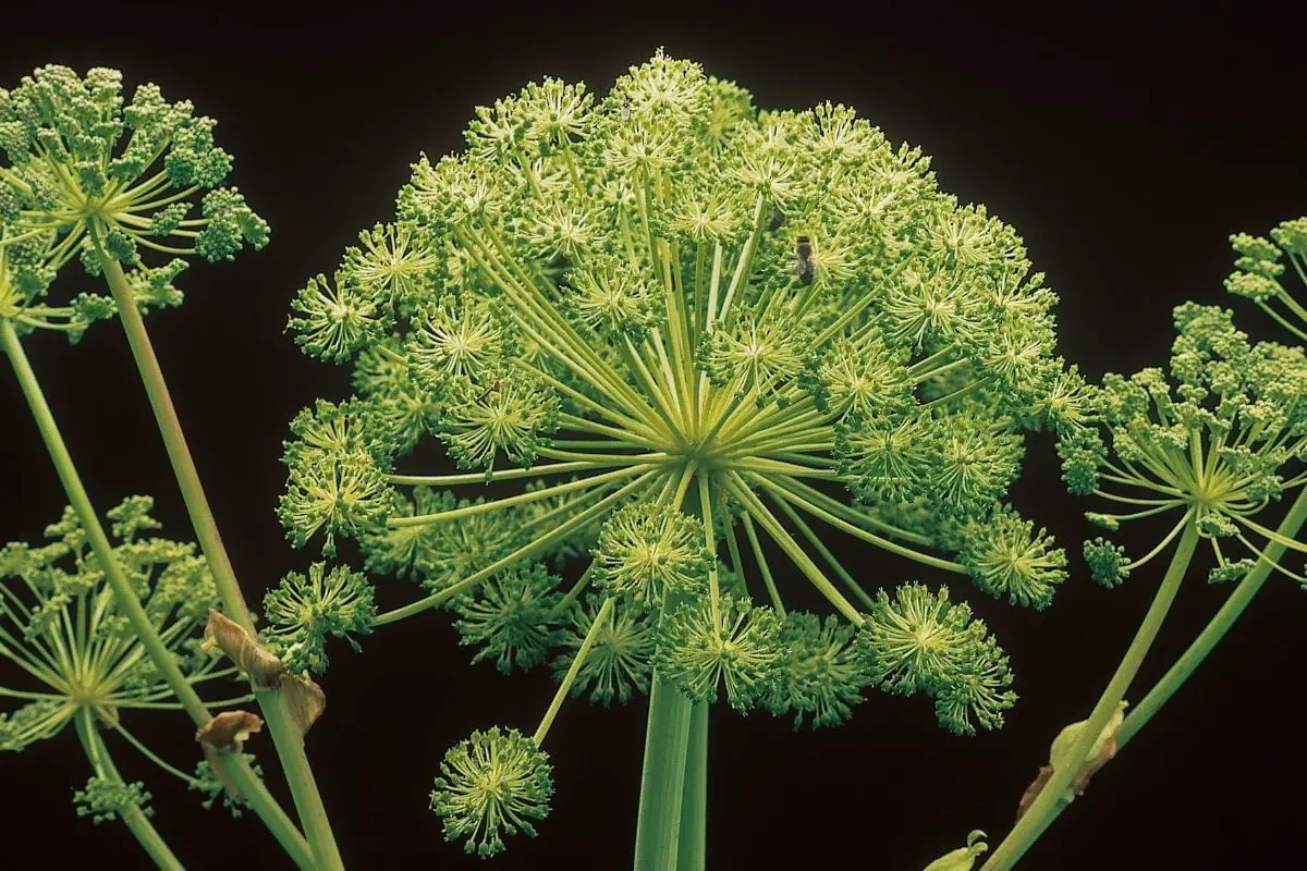 Angelica Flowers that start with A