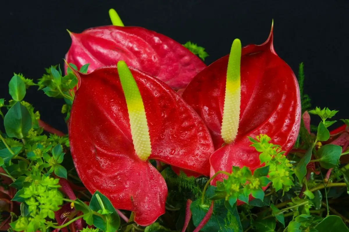 Strawberry Red Flowers-Anthurium