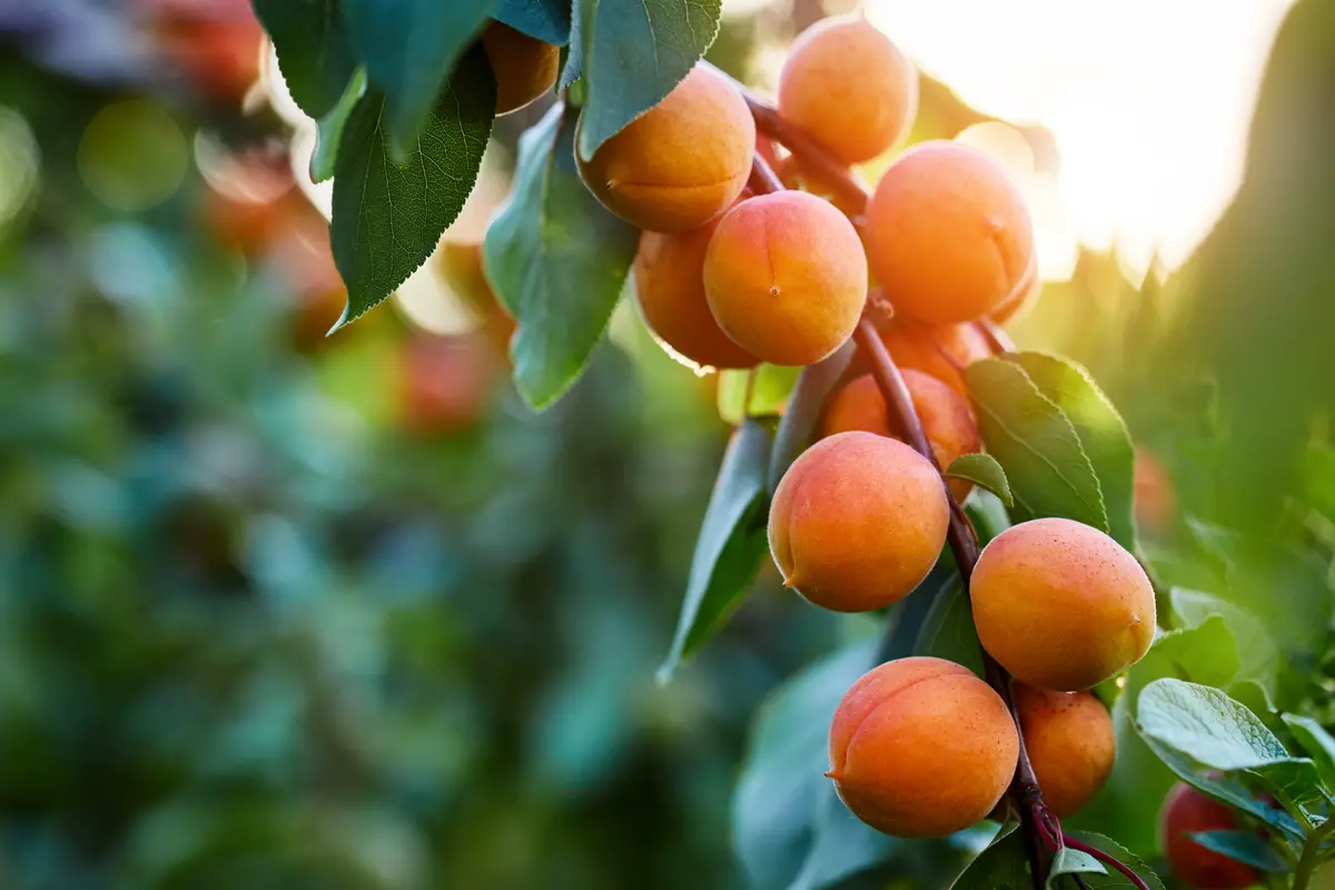 Apricots fruits that start with a