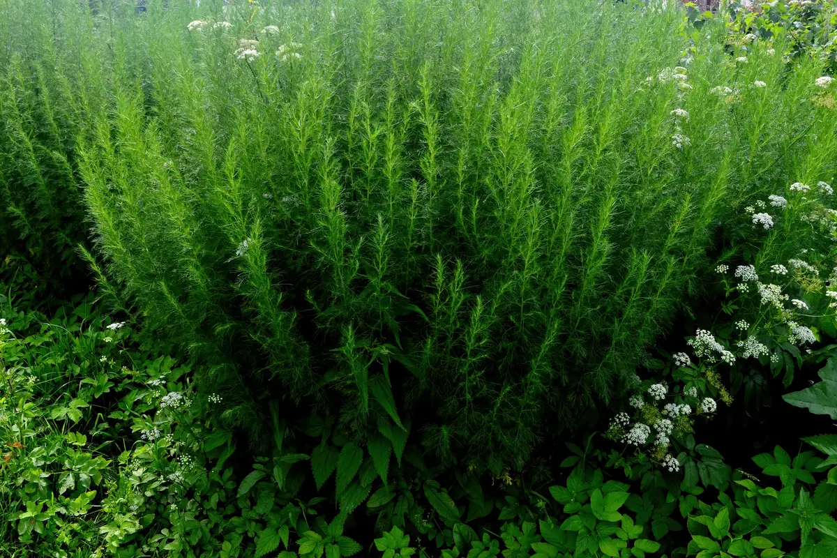Artemisia Abrotanum (Southernwood)