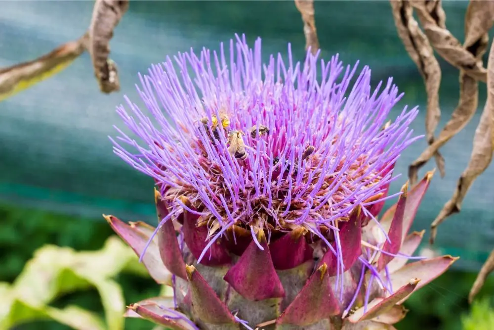26 Amazing Artichoke Flowers (Including Pictures)