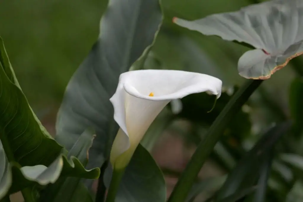 Arum Lily (Zantedeschia Aethiopica)