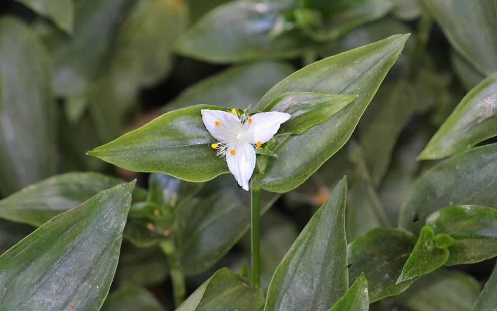 Small,White,Flower,Of,A,Wondering,Dew,Plant,Growing,In