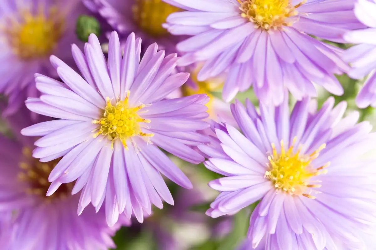 Aster Flowers that start with A
