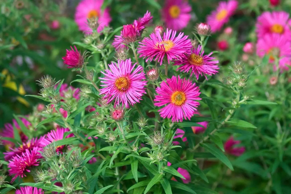 Aster hot pink flowers