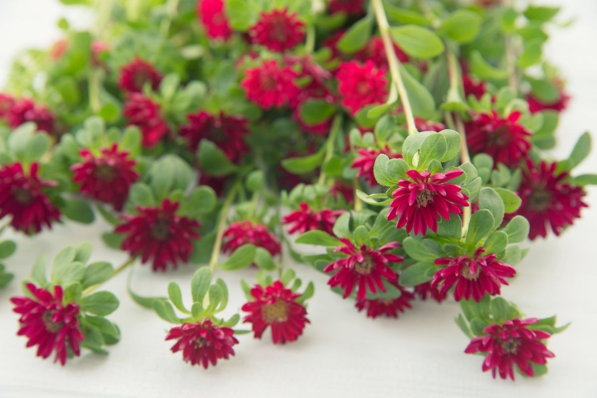 Strawberry Red Flowers-Aster