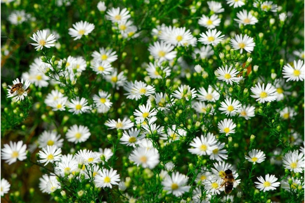 Aster (Aster)