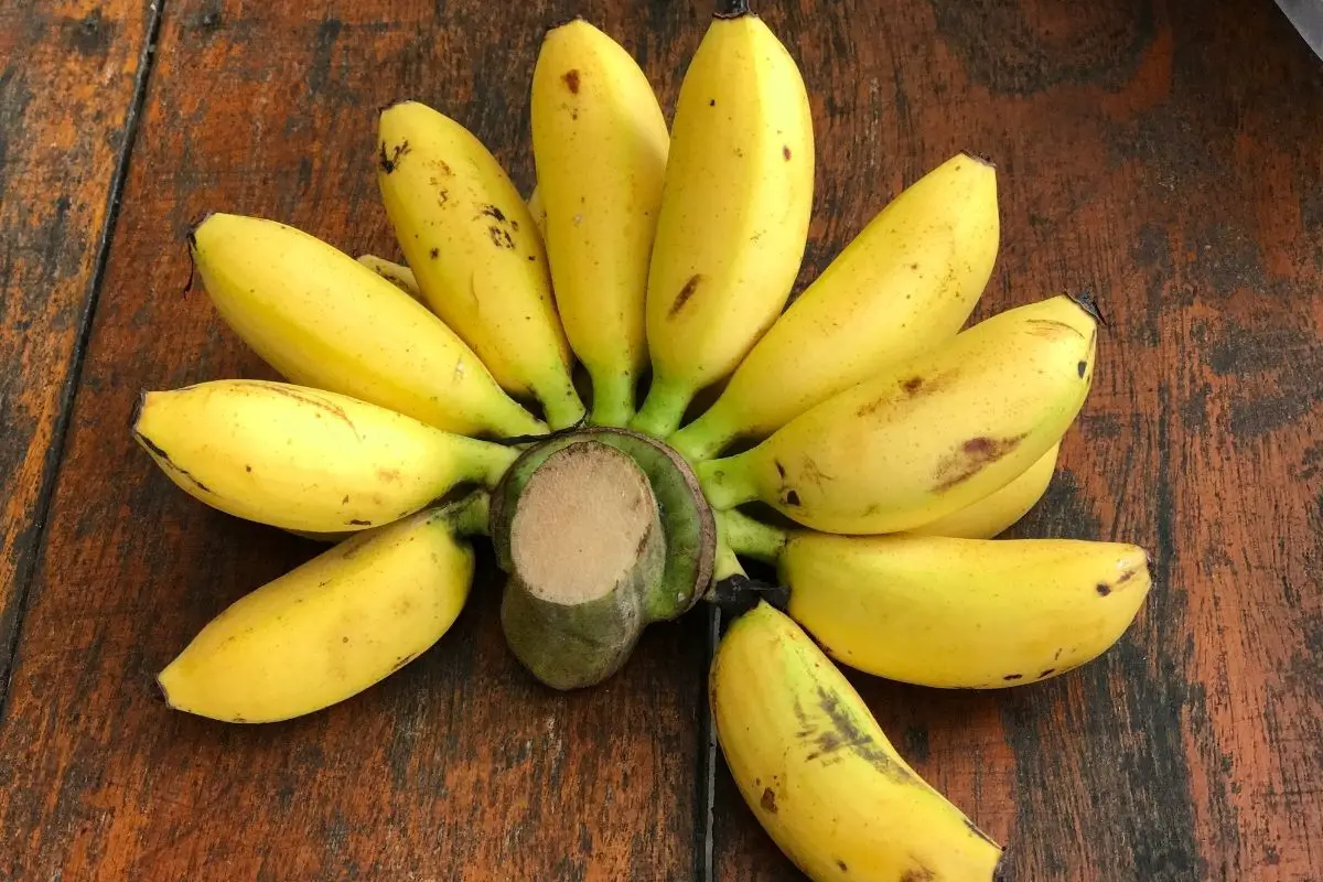 Banana fruits with high sugar