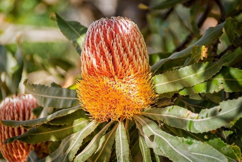Banksia Australian flowers