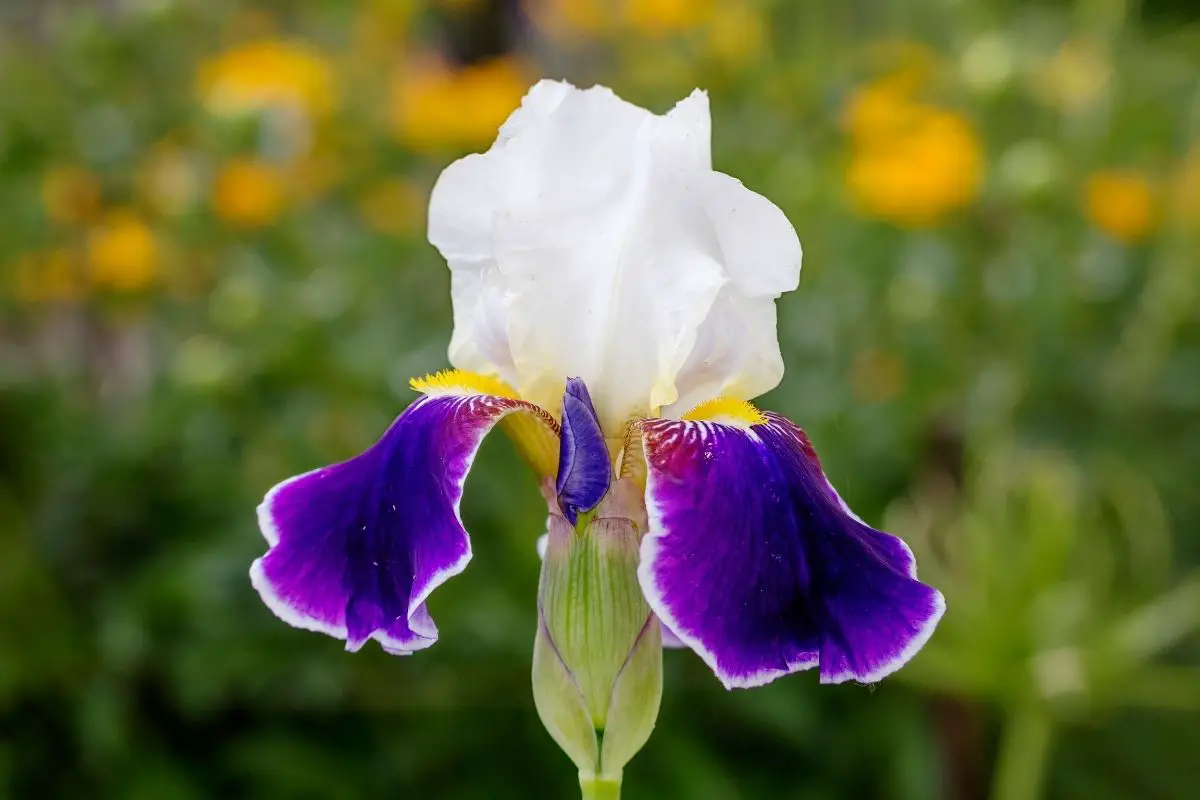 Bearded Iris 