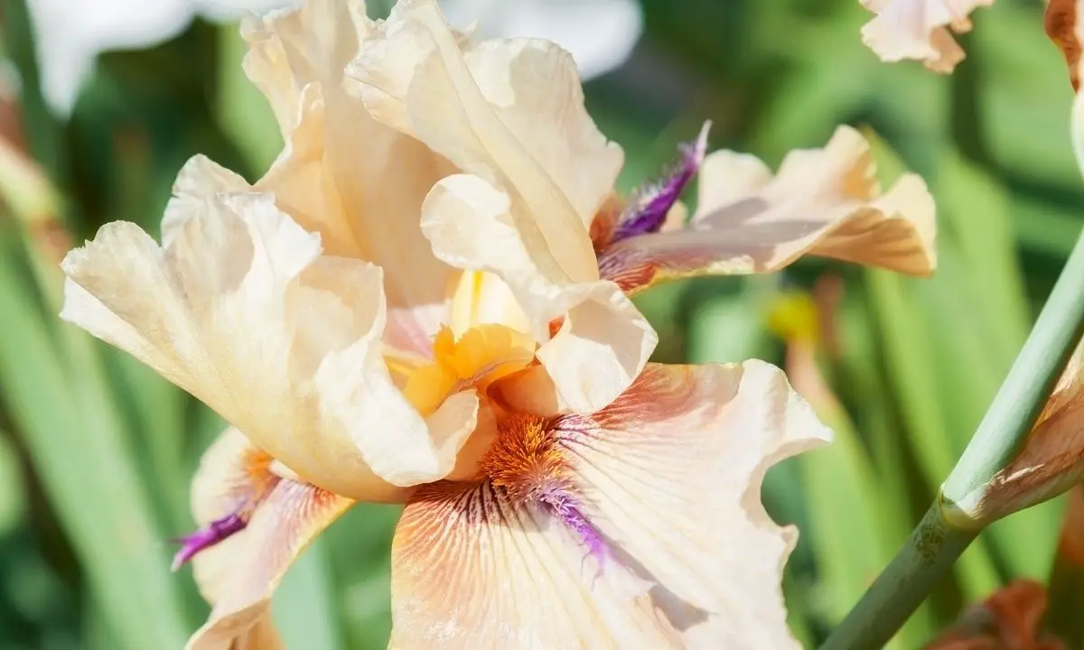 Beige Colored Flowers-Bearded Iris