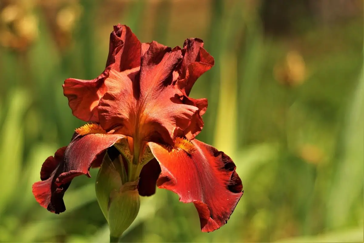 Bearded Irises 